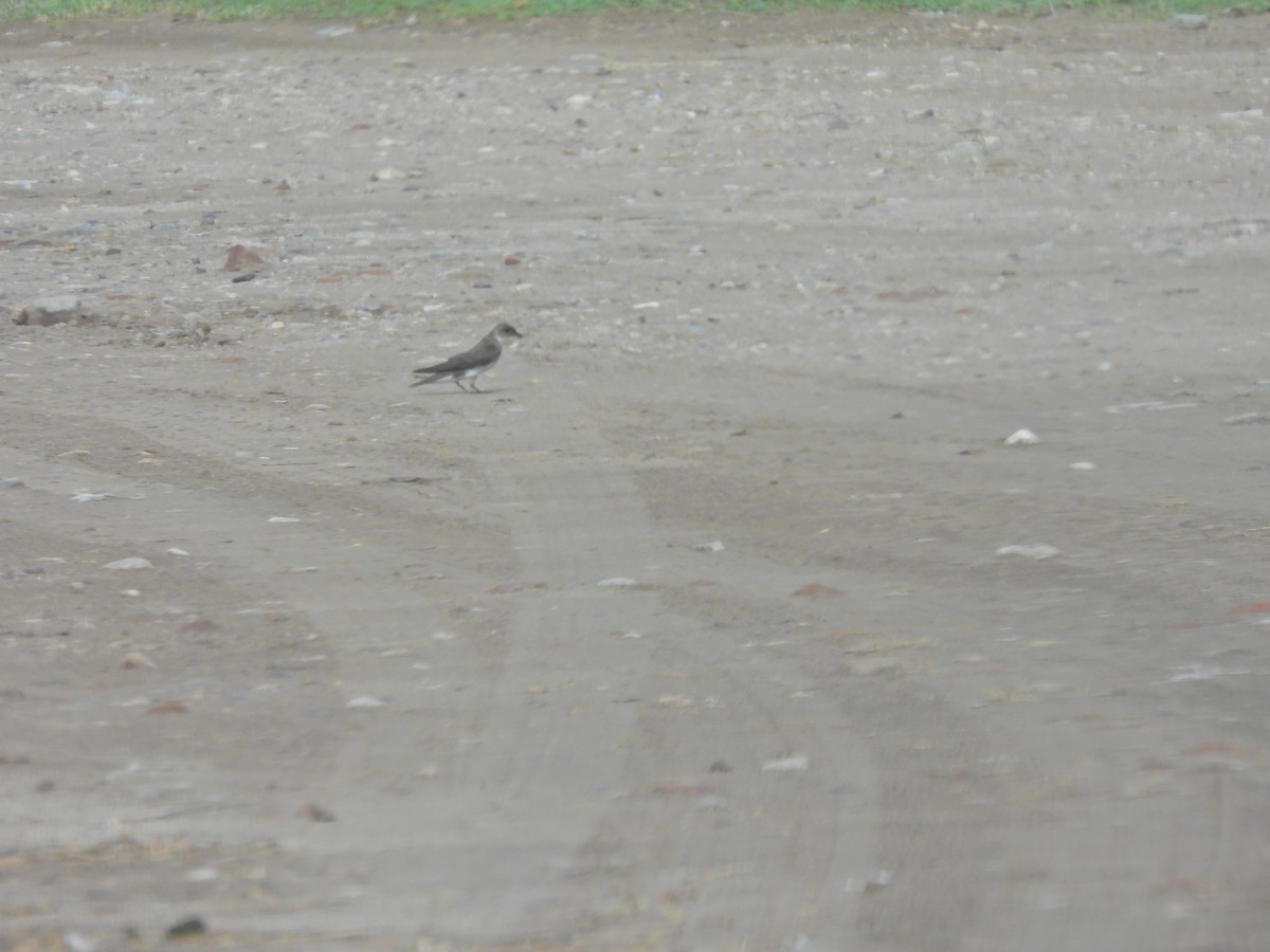 סנונית בלתי-מזוהה - ML649507277