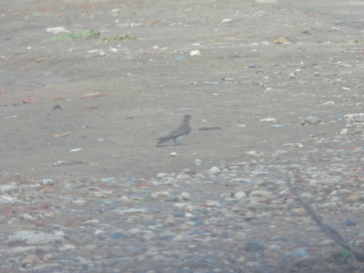 סנונית בלתי-מזוהה - ML649507279