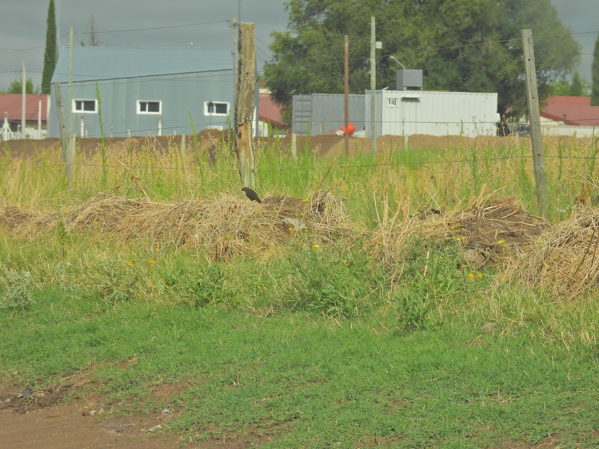 Shiny Cowbird - ML649507283