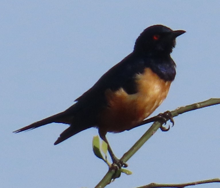 Hildebrandt's Starling - ML649507447