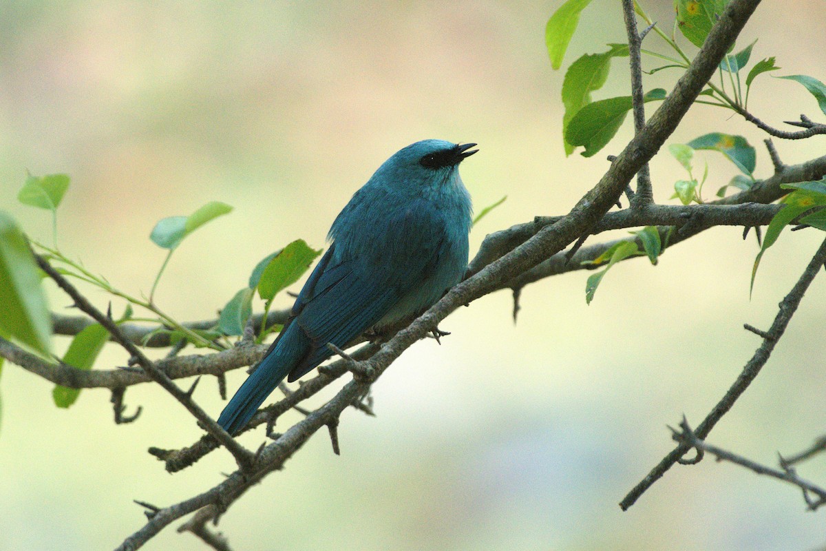 lejsek bleděmodrý - ML649508224