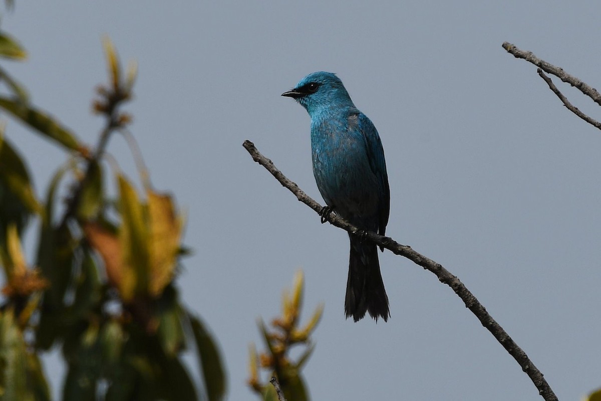 Verditer Flycatcher - ML649508287