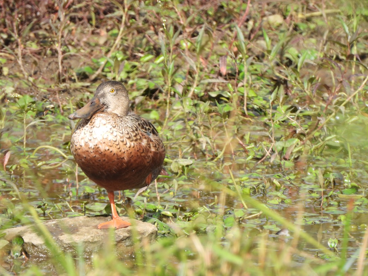 Mestolone - ML649508318