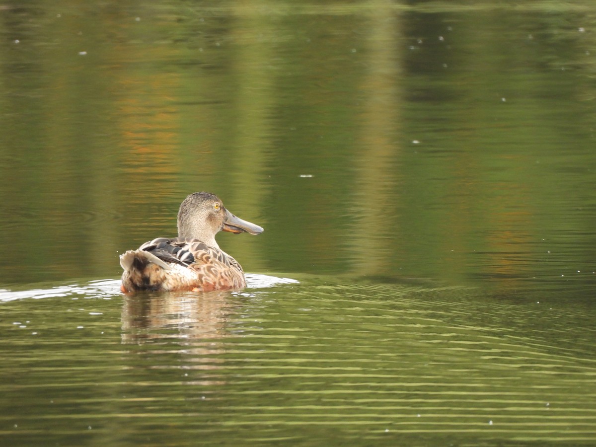 Mestolone - ML649508319