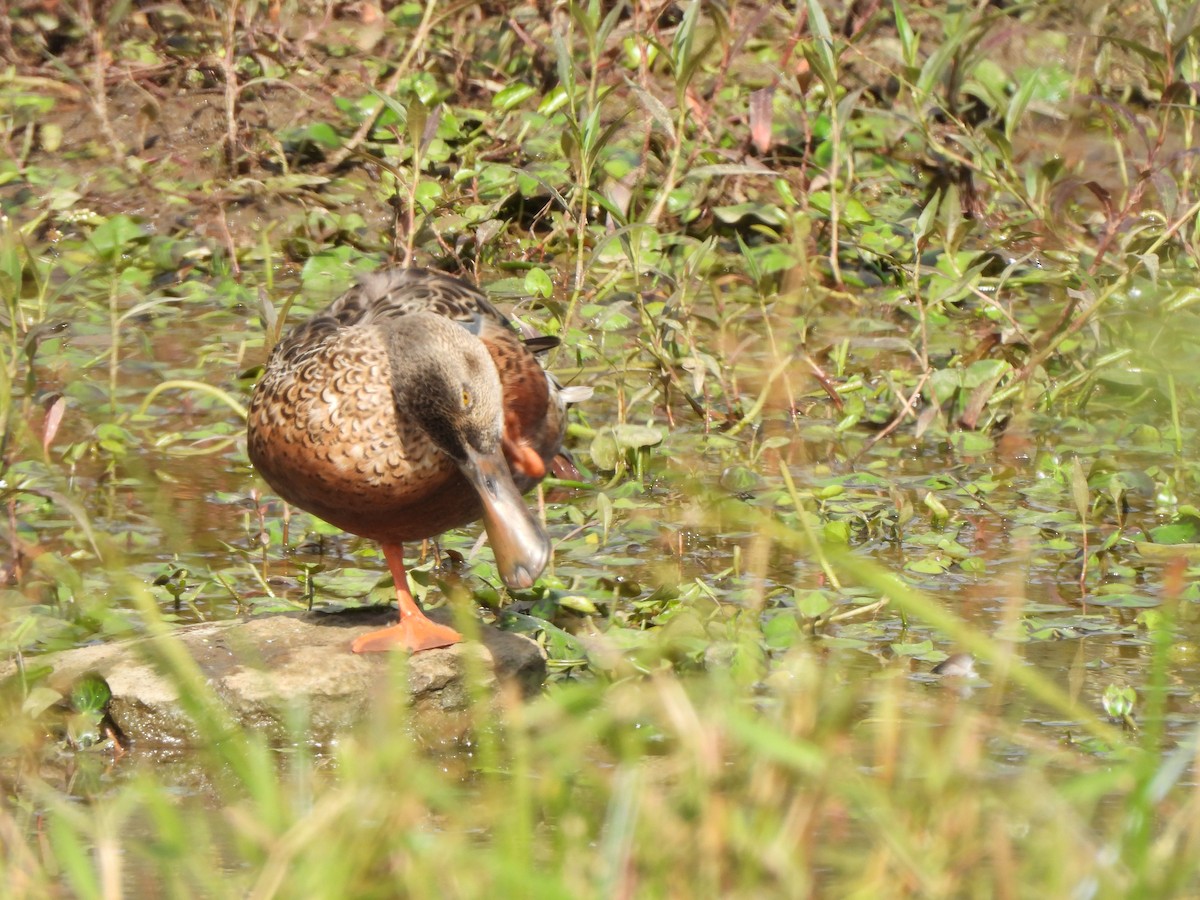 Mestolone - ML649508320