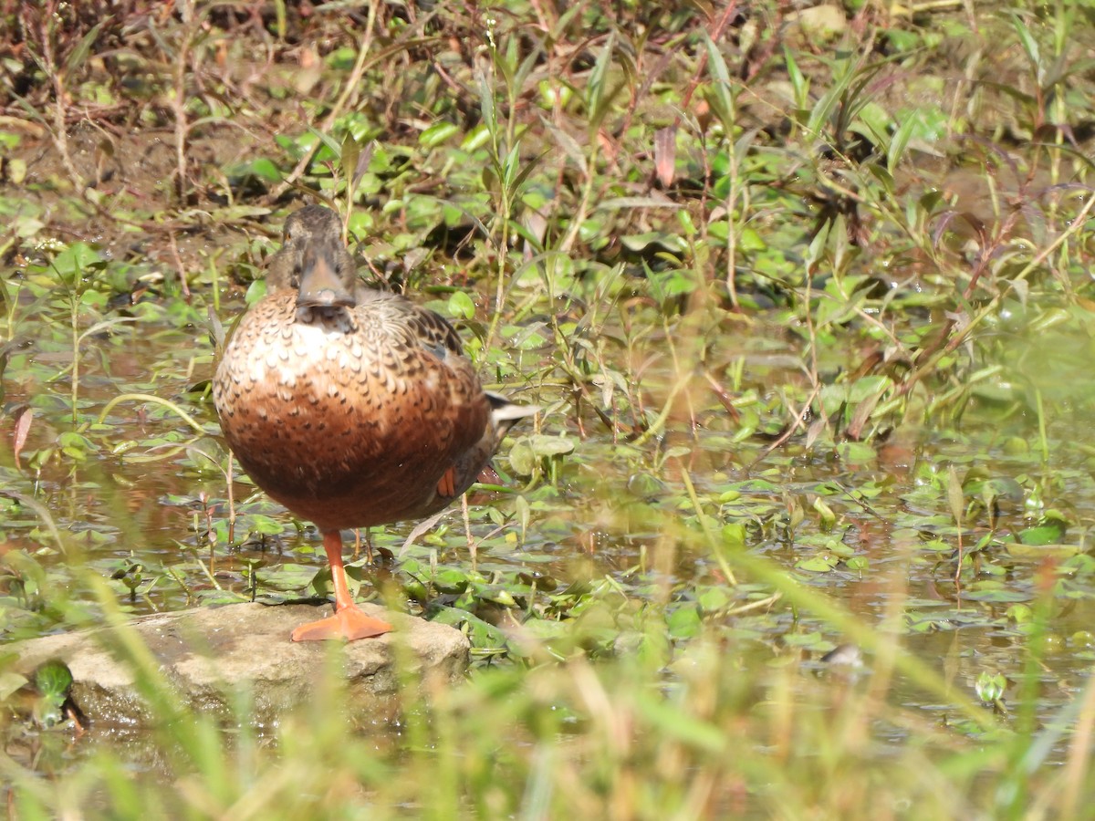 Mestolone - ML649508321