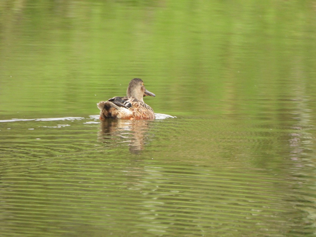 Mestolone - ML649508322