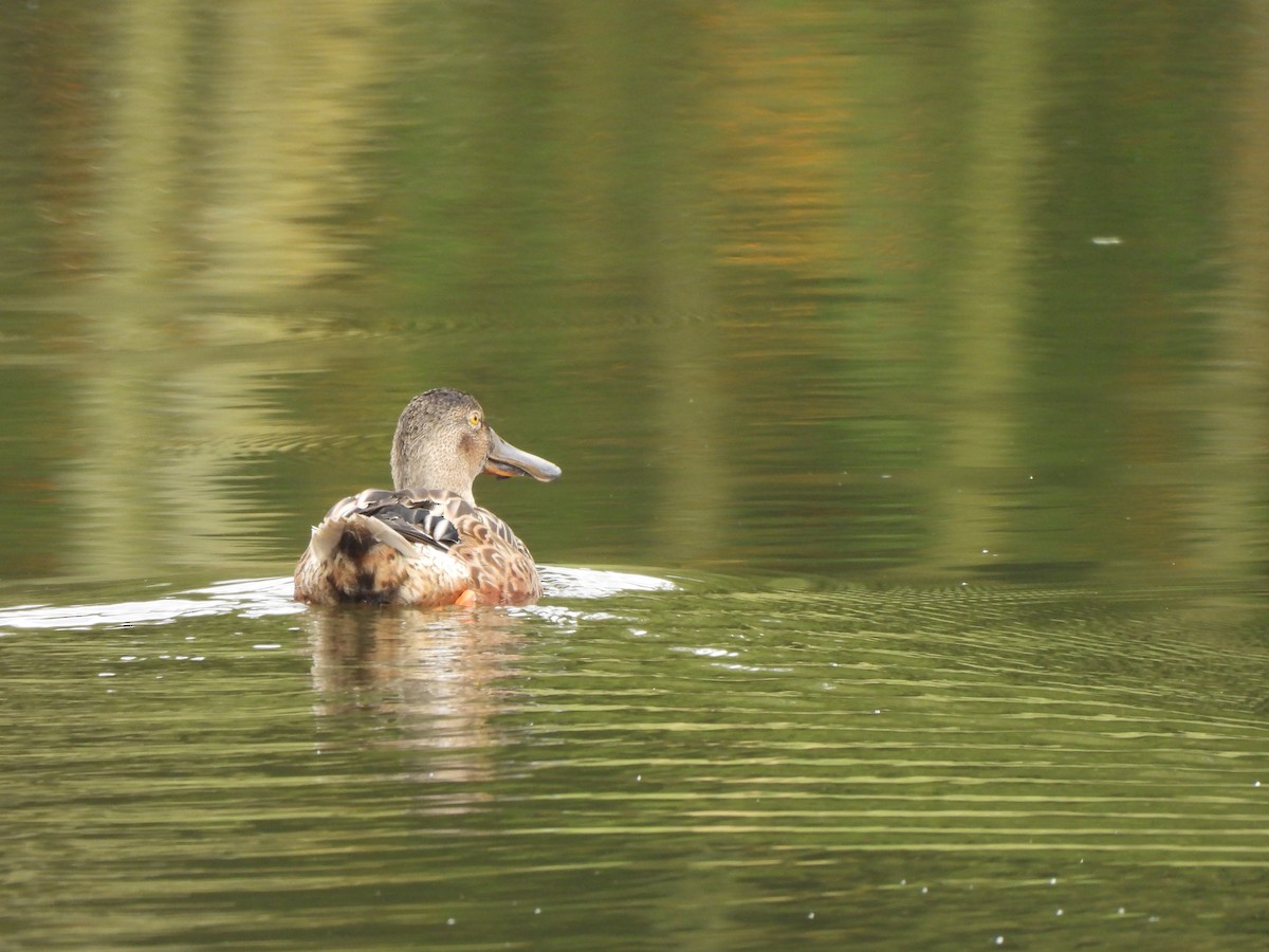 Mestolone - ML649508323