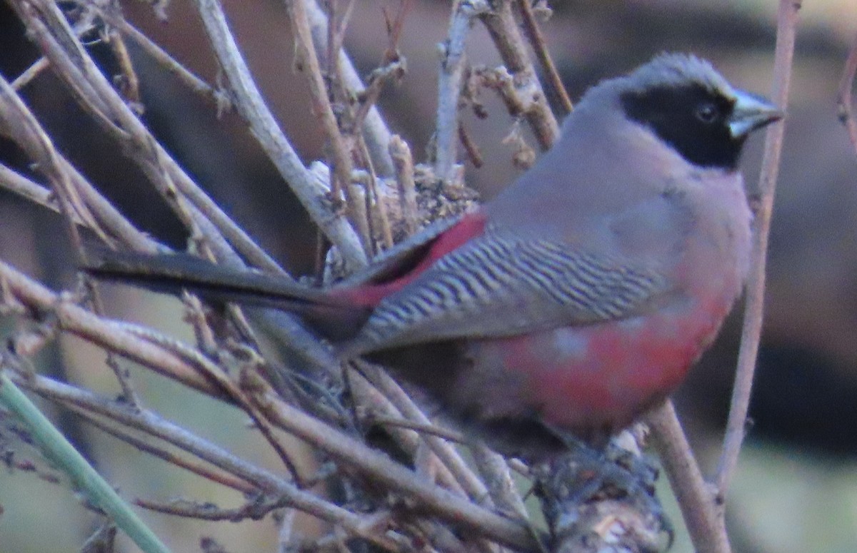 Black-faced Waxbill - ML649508357