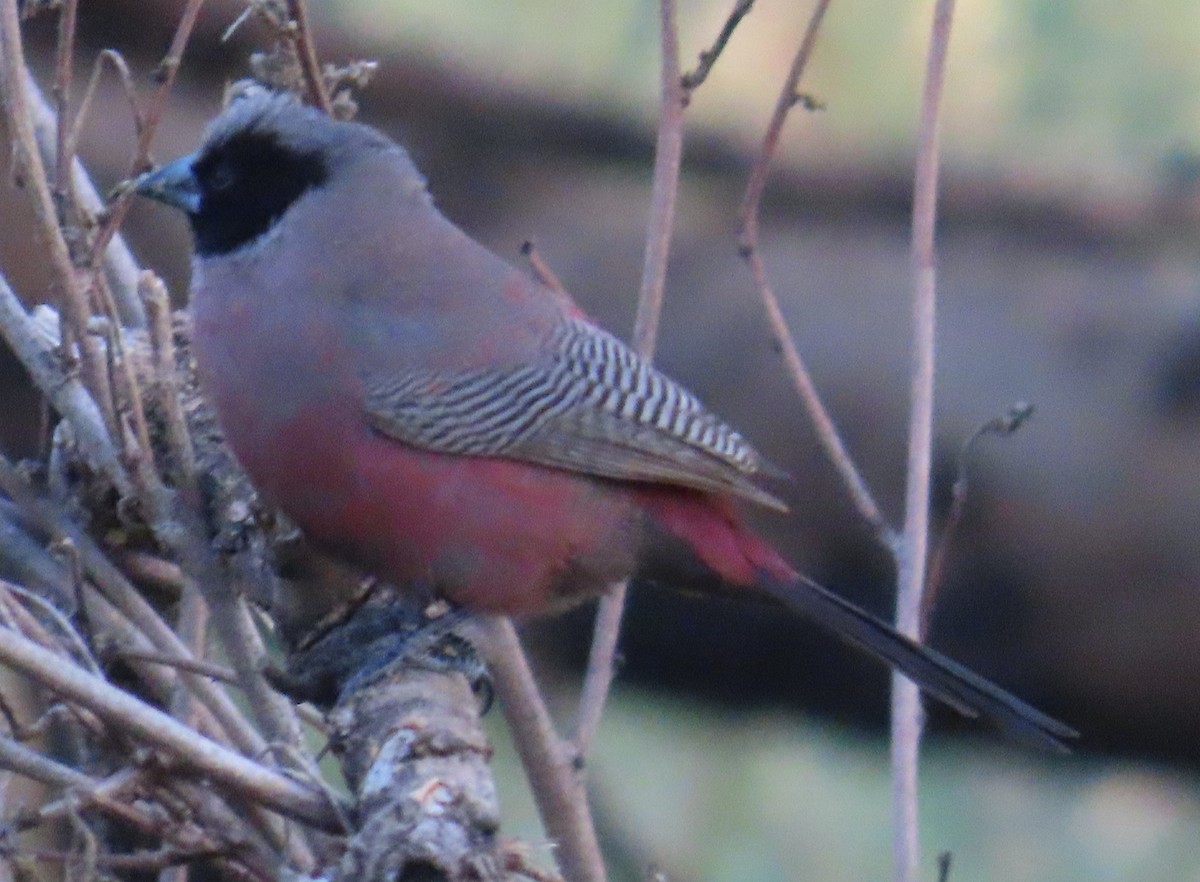 Black-faced Waxbill - ML649508492