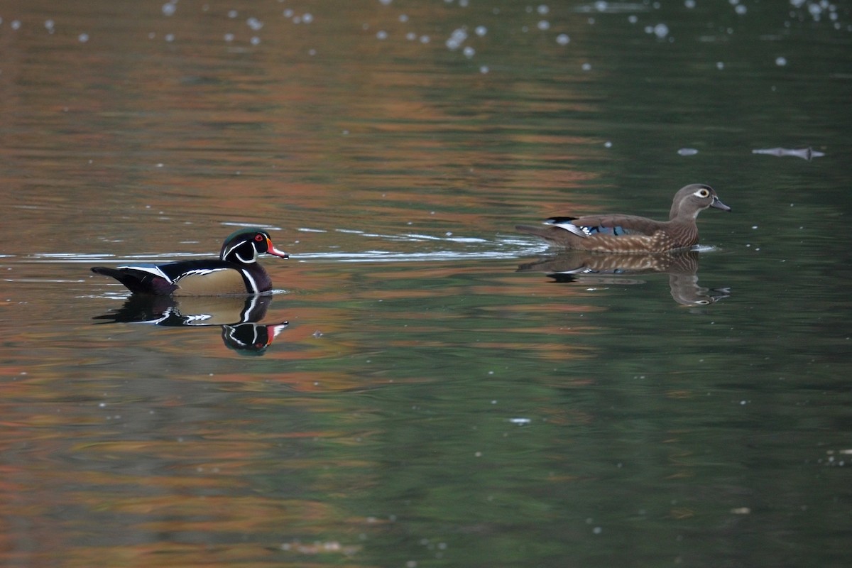 Pato Joyuyo - ML649508563