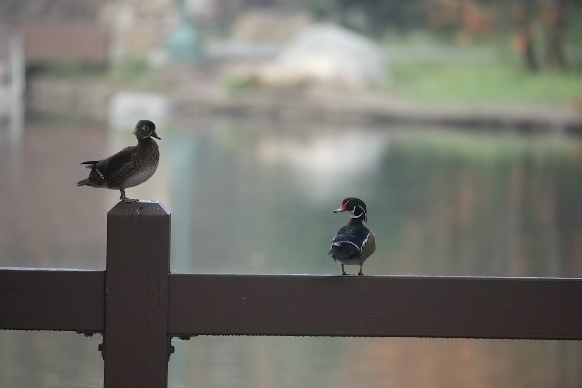 Pato Joyuyo - ML649508564