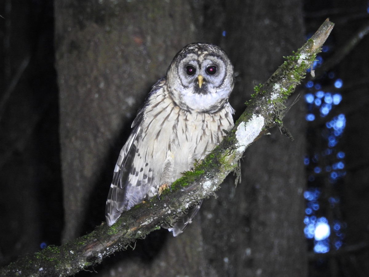 Fulvous Owl - ML64950861