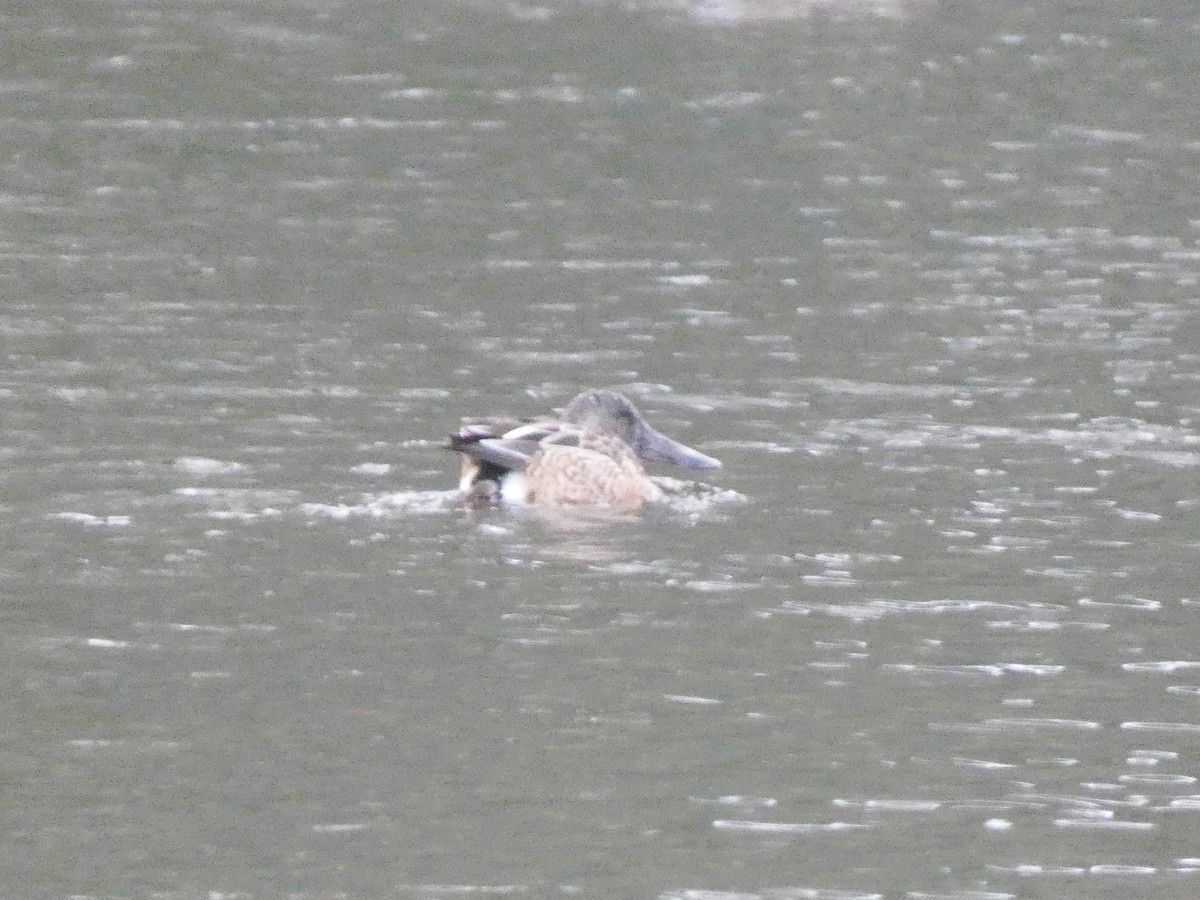 Mestolone - ML649508703