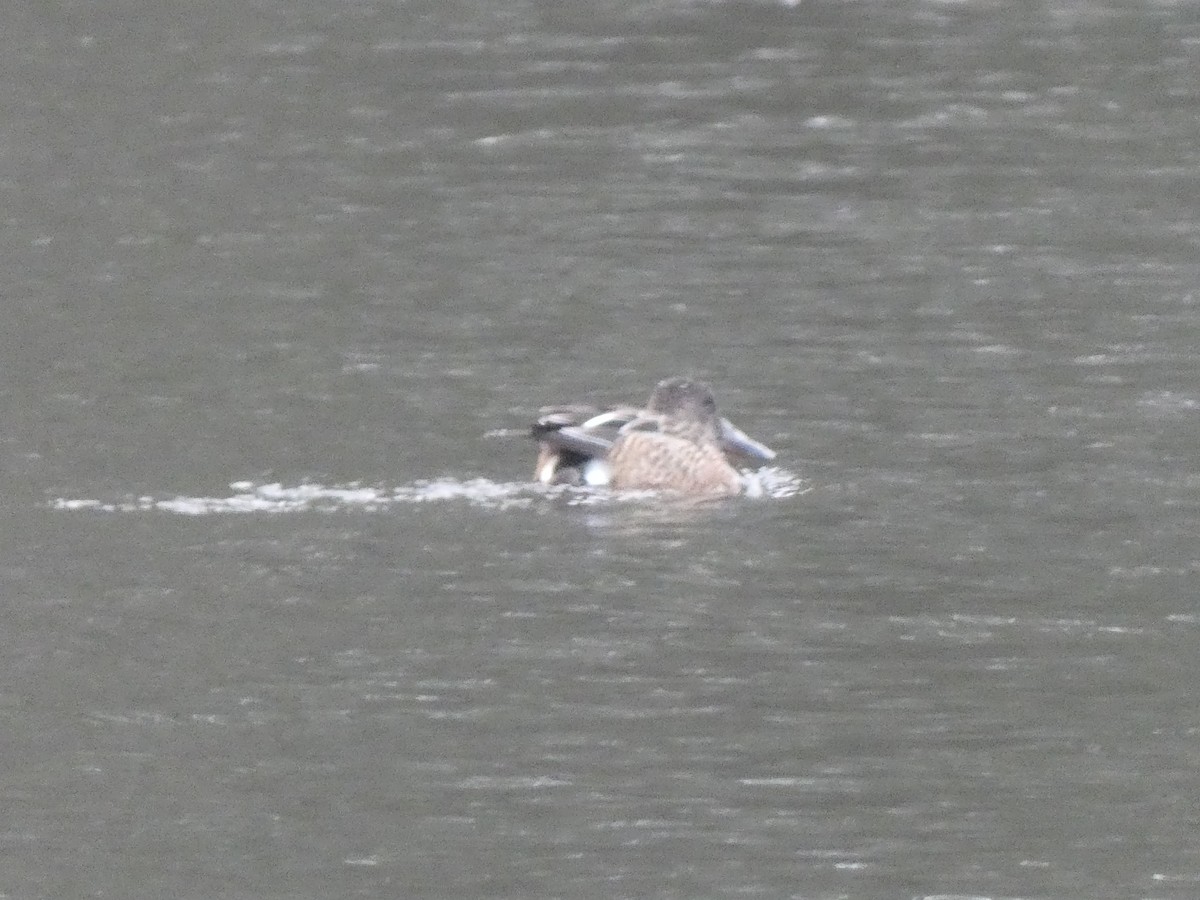 Mestolone - ML649508704