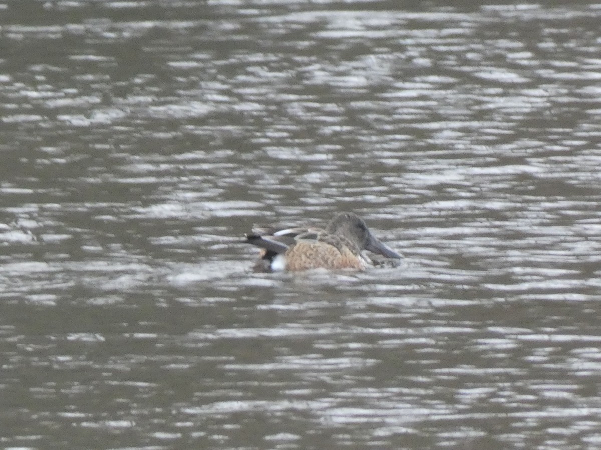 Mestolone - ML649508705