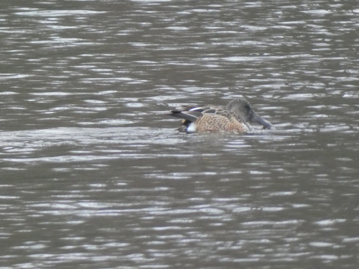 Mestolone - ML649508706