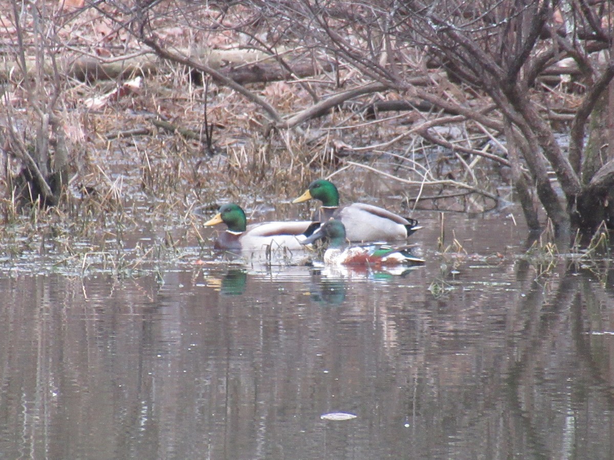 Mestolone - ML649508816