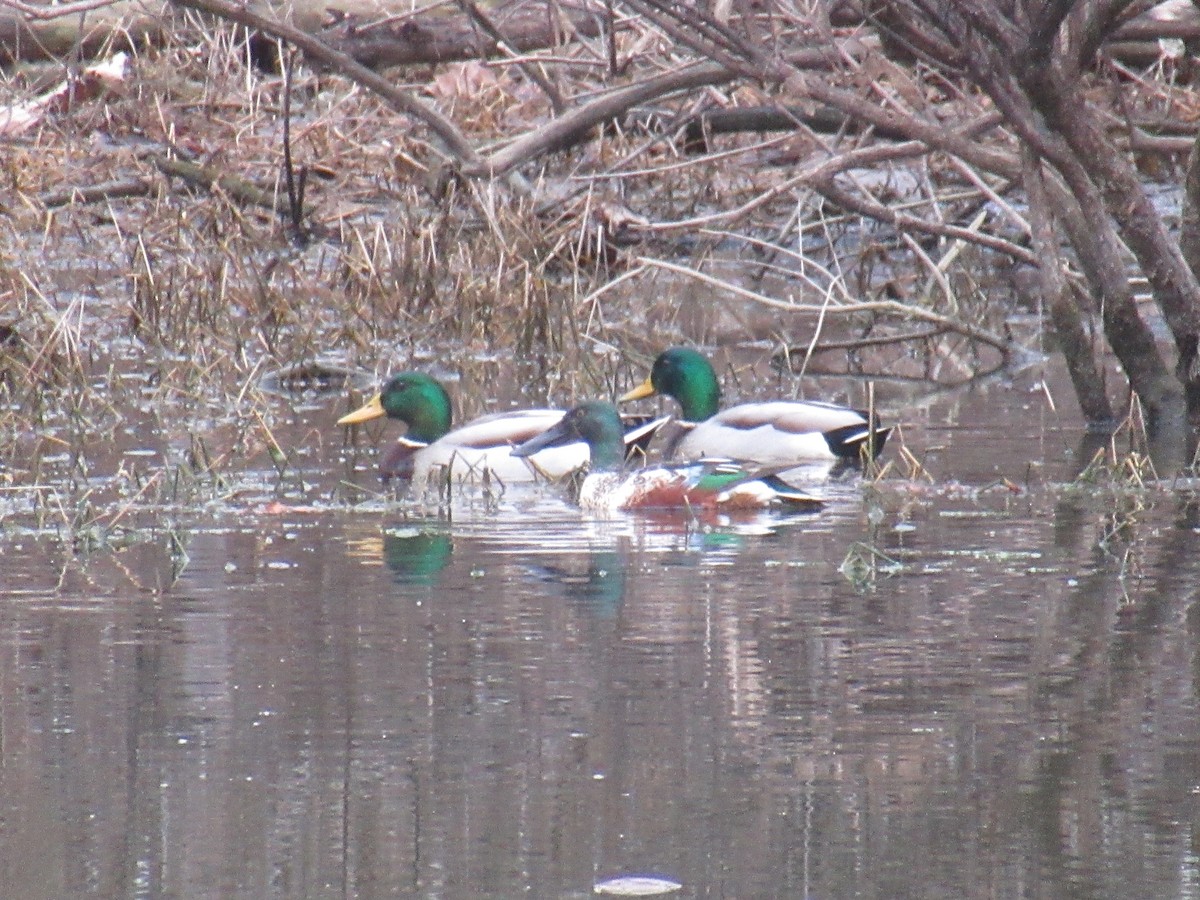 Mestolone - ML649508817