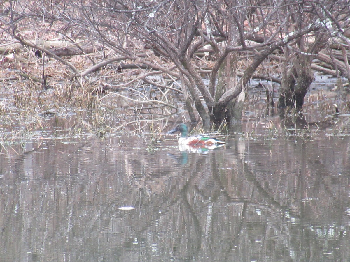 Mestolone - ML649508986