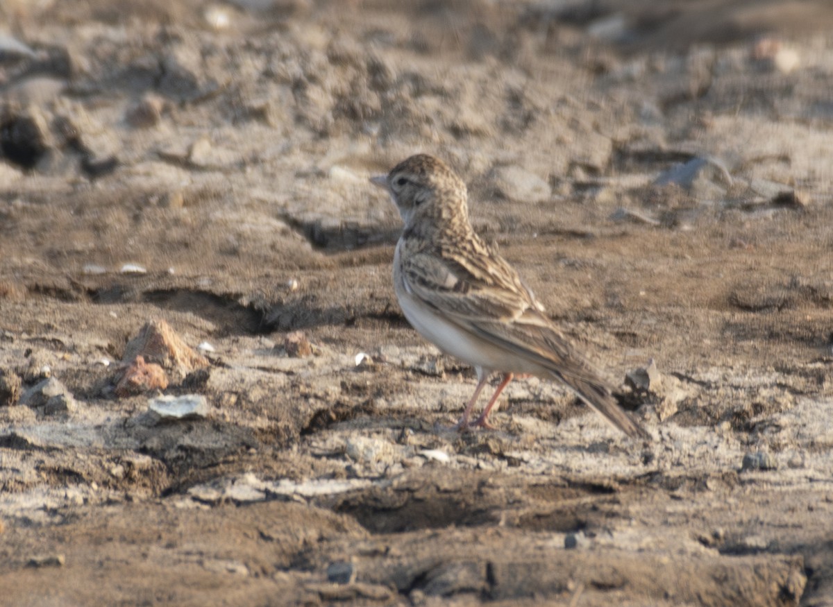 Mongolian Short-toed Lark - ML649509041