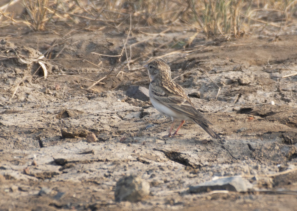 Mongolian Short-toed Lark - ML649509042