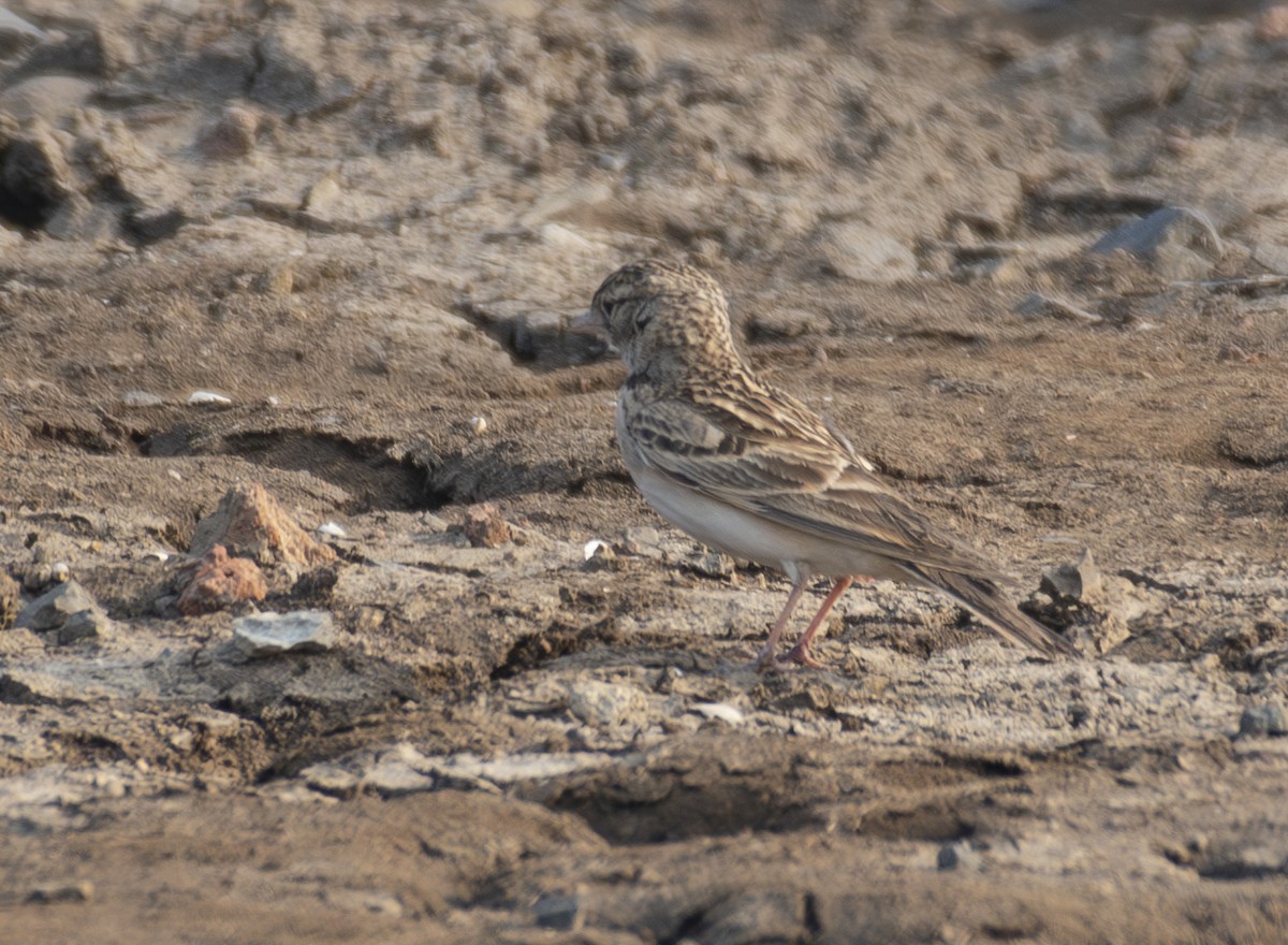 Mongolian Short-toed Lark - ML649509043