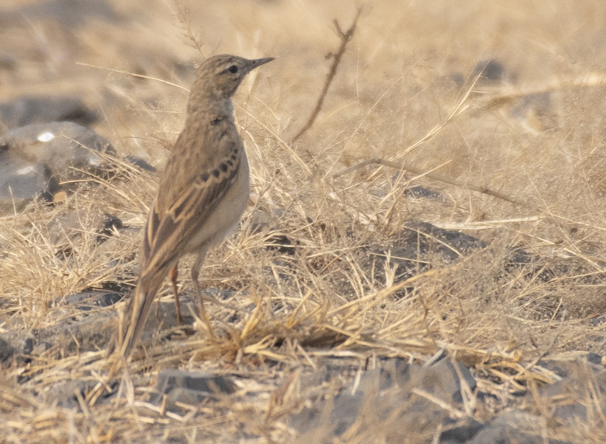 Landa-txirta - ML649509048