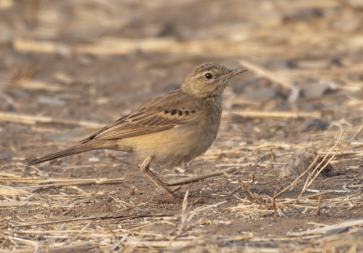 Landa-txirta - ML649509049