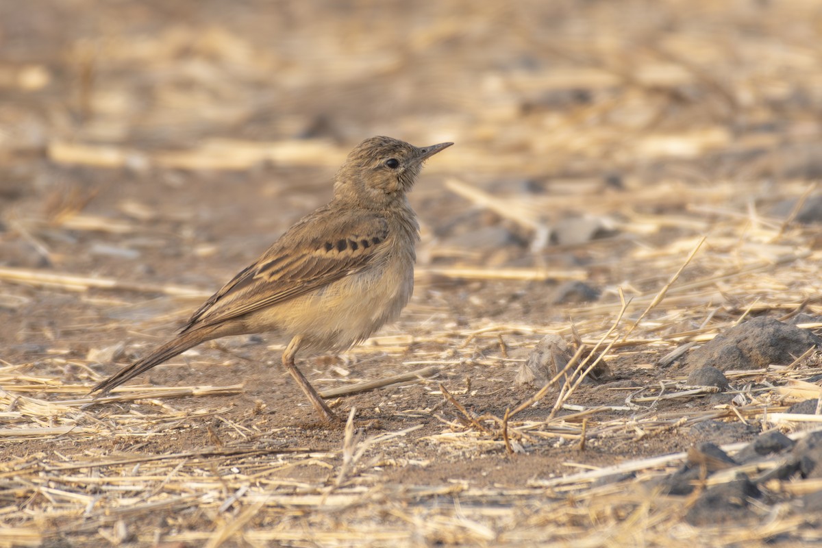 Landa-txirta - ML649509050