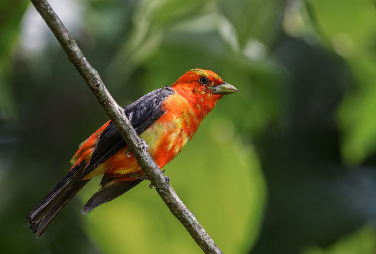 Scarlet Tanager - ML649509499