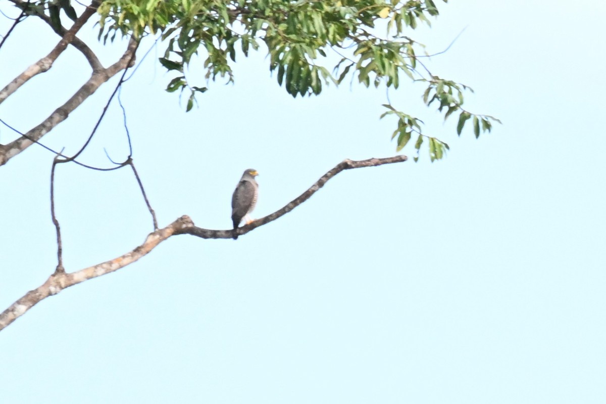 オオハシノスリ（magnirostris グループ） - ML649509590