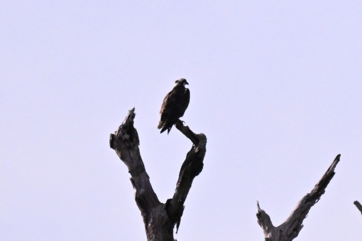 ミサゴ（carolinensis） - ML649509604