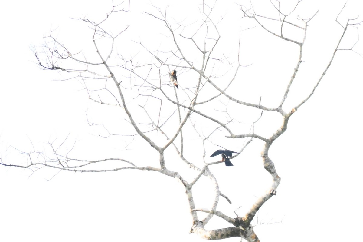 コウモリハヤブサ - ML649509605