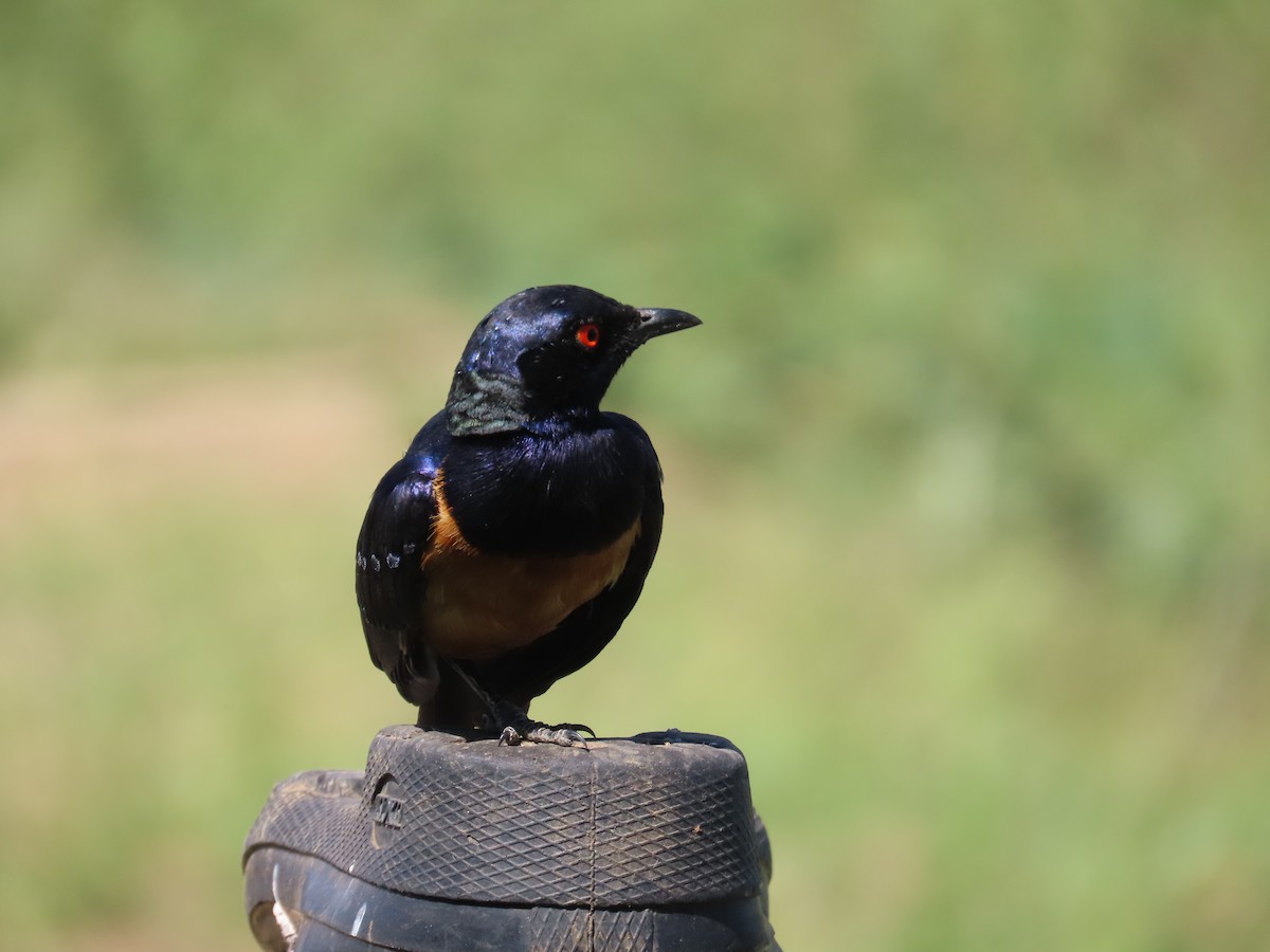 Hildebrandt's Starling - ML649509616