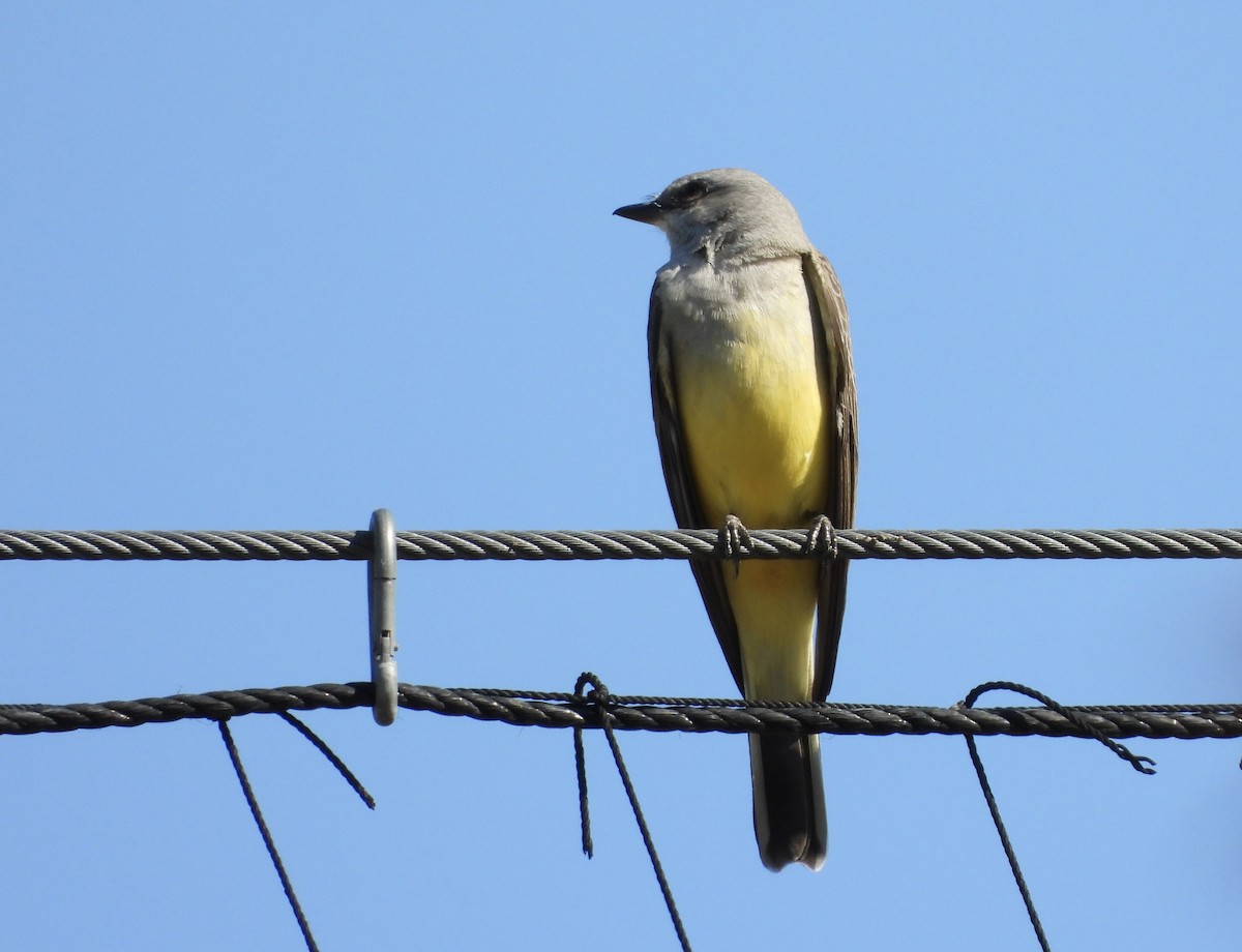 Western Kingbird - ML649509702