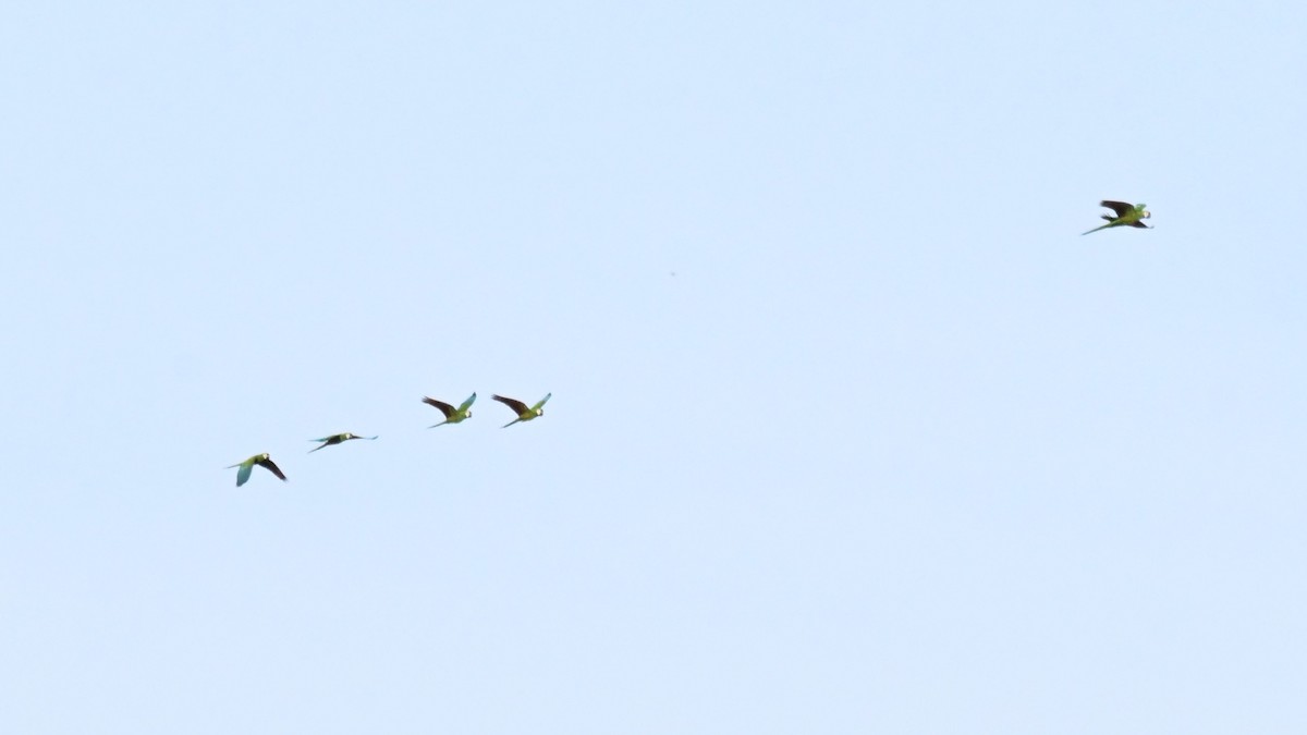 ヒメコンゴウインコ - ML649509735