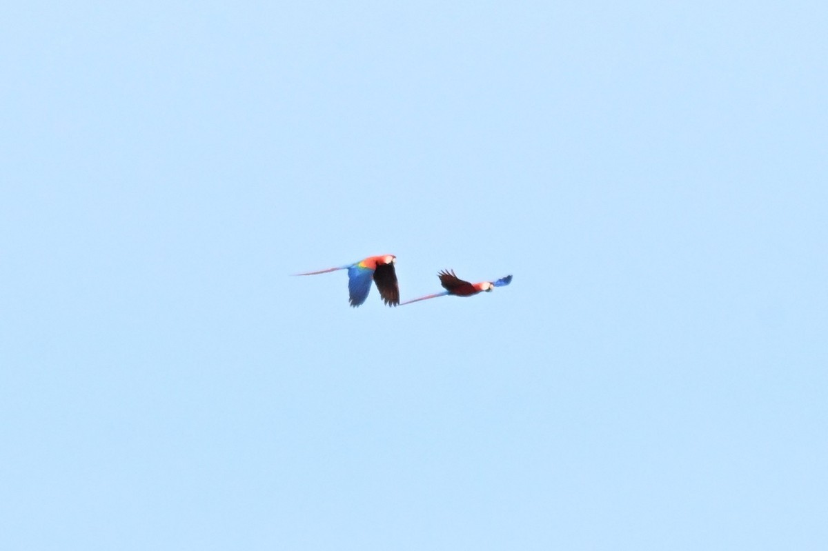 コンゴウインコ - ML649509737