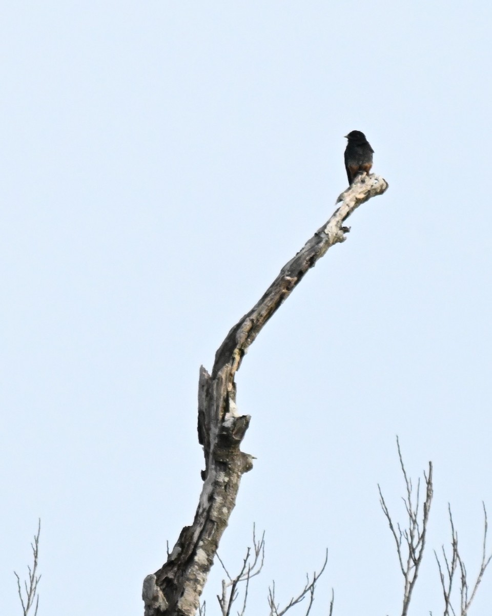 ツバメオオガシラ - ML649509738