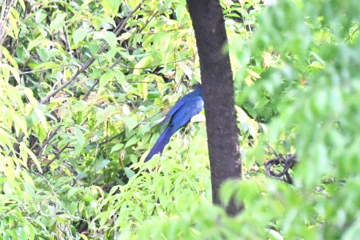 オニオオハシカッコウ - ML649509975