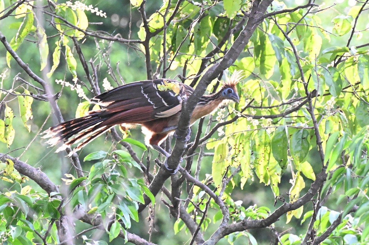 ツメバケイ - ML649509979