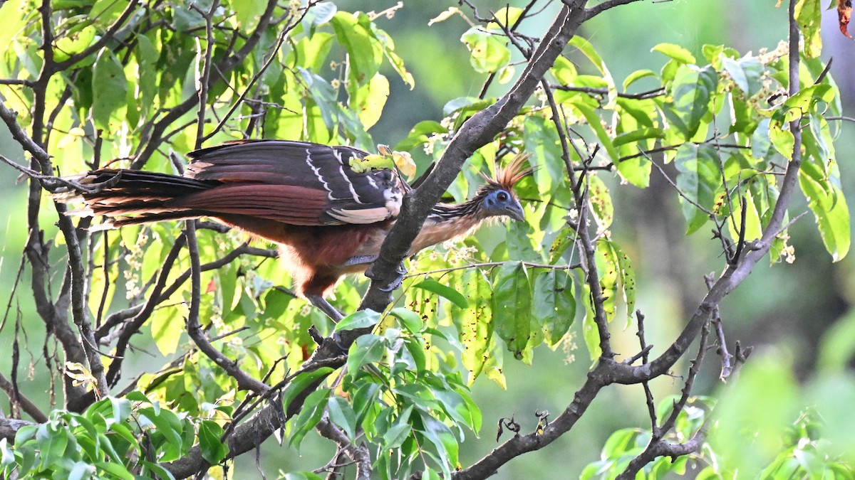 ツメバケイ - ML649509980