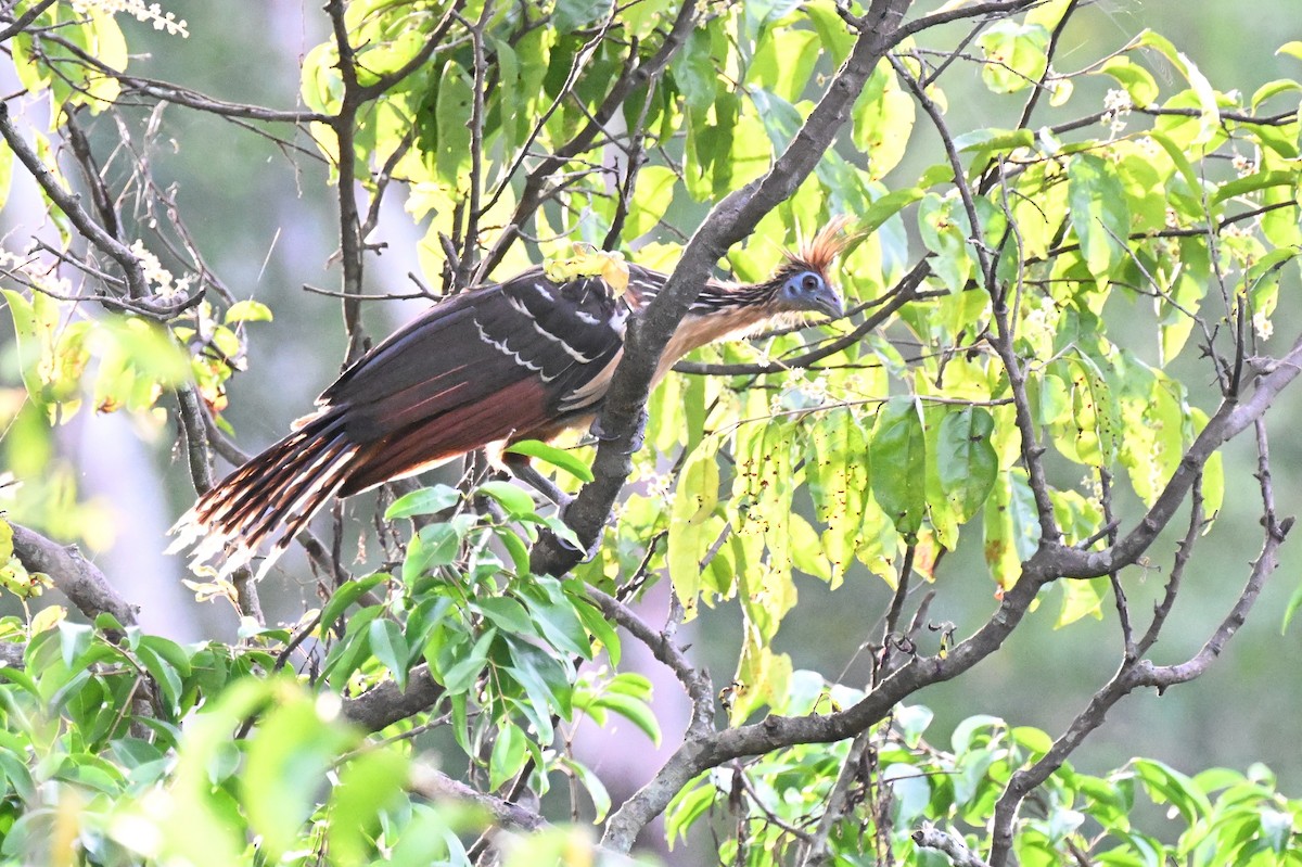 ツメバケイ - ML649509981