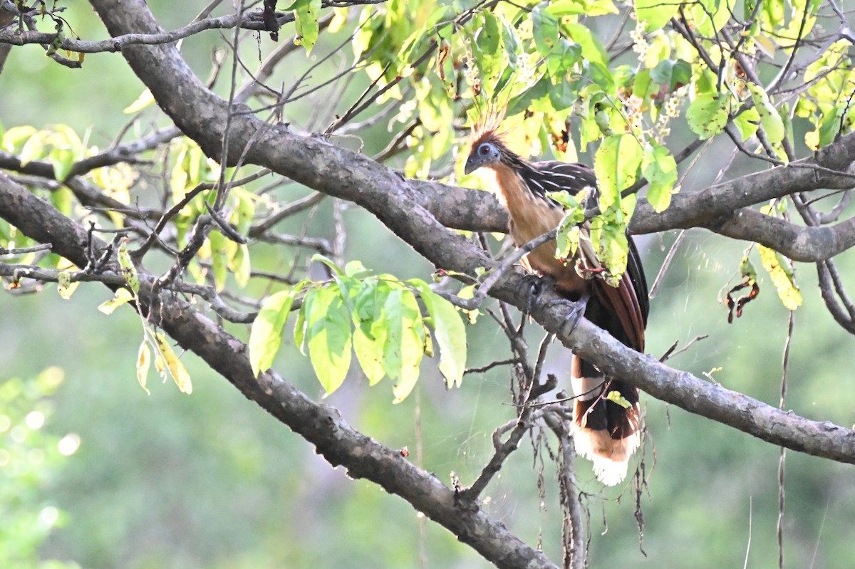 ツメバケイ - ML649509982