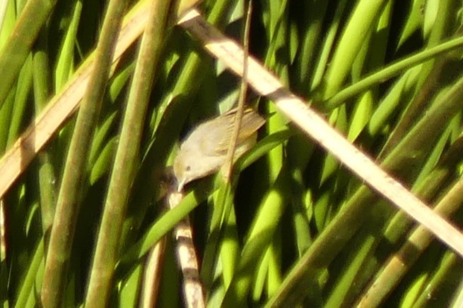 Northern/Mangrove Yellow Warbler - ML649510298