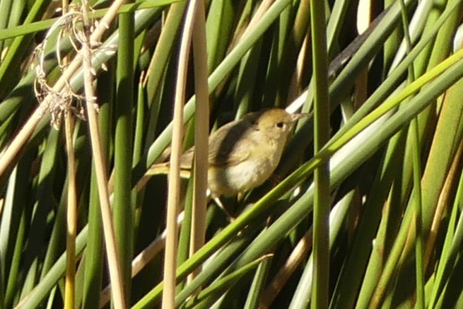 Northern/Mangrove Yellow Warbler - ML649510299