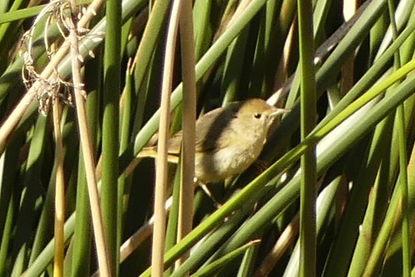 Northern/Mangrove Yellow Warbler - ML649510300