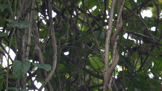 Reinita Alidorada - ML649510412