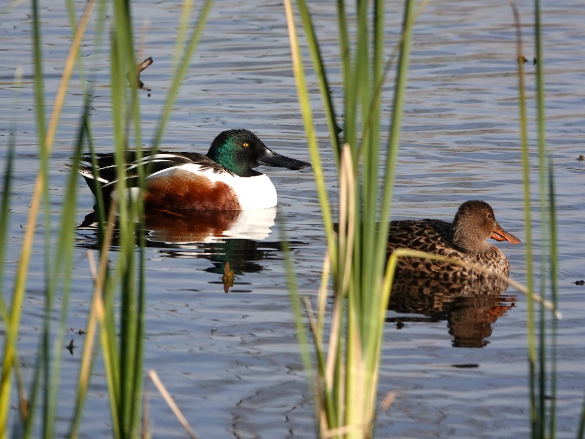 Mestolone - ML649510458