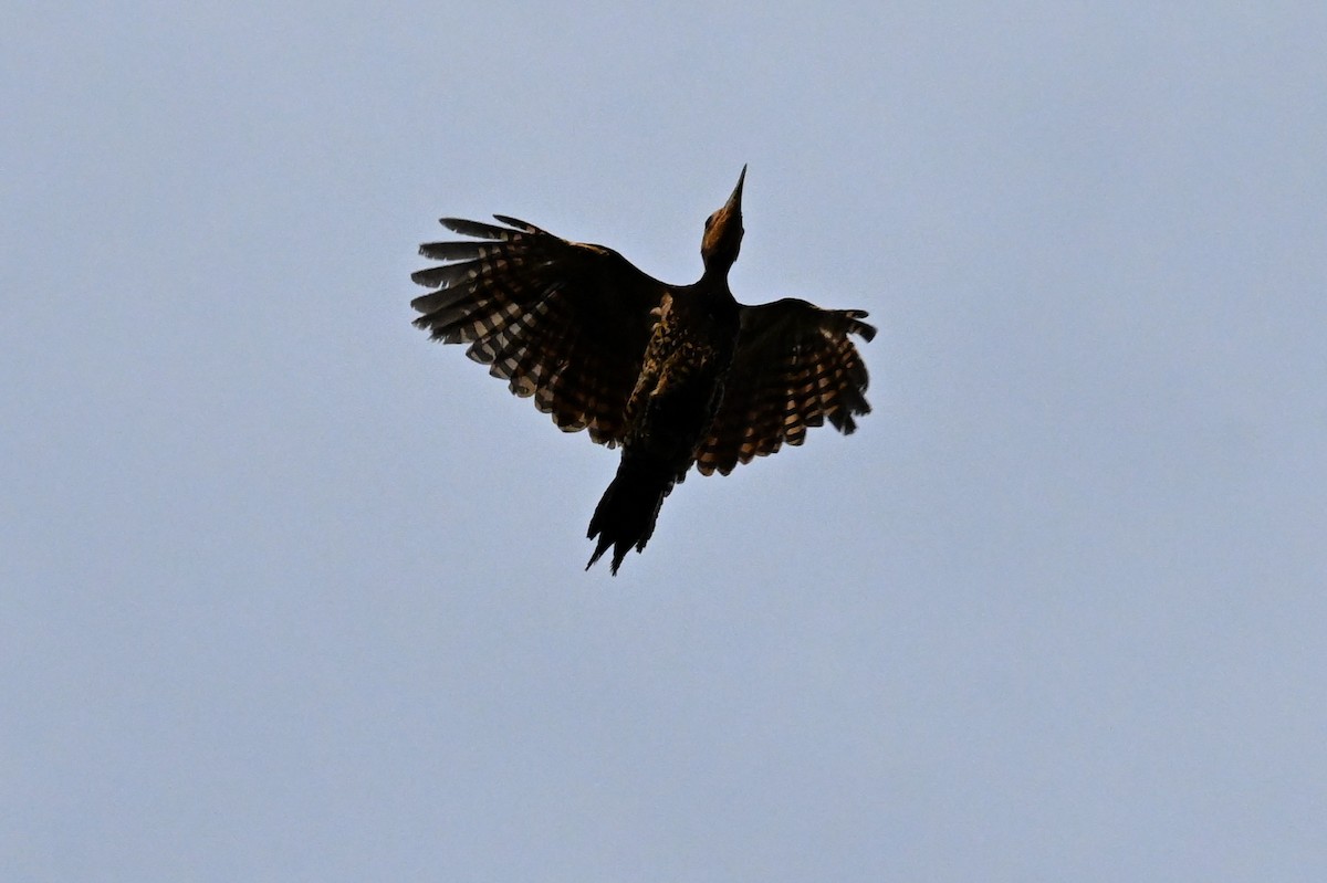 クビワテンニョゲラ（occidentalis） - ML649510590